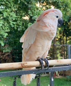 Umbrella Cockatoo Parrots-Males-Females
