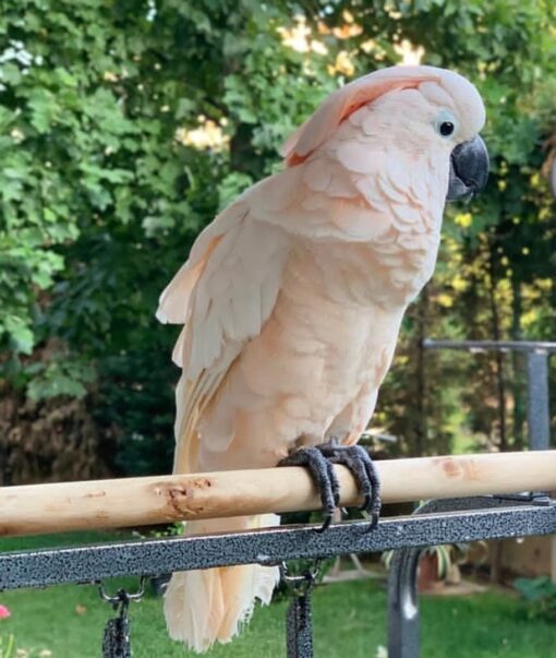 "Umbrella Cockatoo Parrots Males and Females – Exotic white parrots with yellow crest, friendly, intelligent, and playful pets."