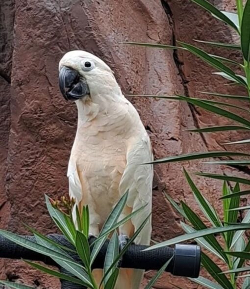 "Umbrella Cockatoo Parrots Males and Females – Exotic white parrots with yellow crest, friendly, intelligent, and playful pets."