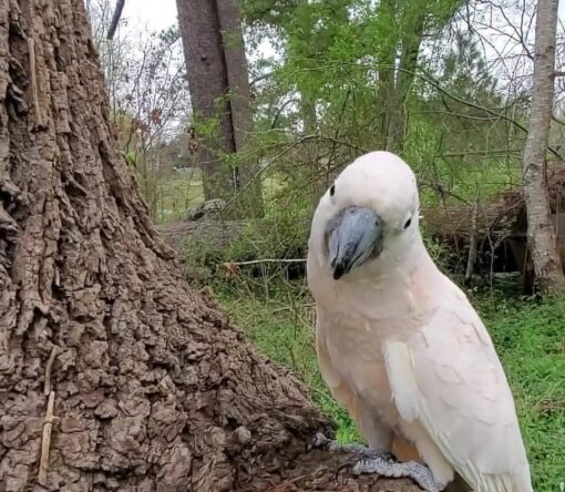 "Umbrella Cockatoo Parrots Males and Females – Exotic white parrots with yellow crest, friendly, intelligent, and playful pets."