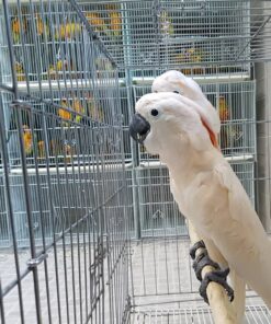 Umbrella Cockatoo Parrots-Males-Females