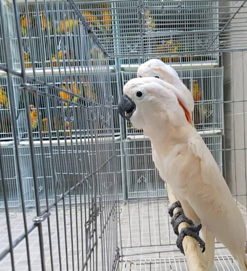 "Umbrella Cockatoo Parrots Males and Females – Exotic white parrots with yellow crest, friendly, intelligent, and playful pets."