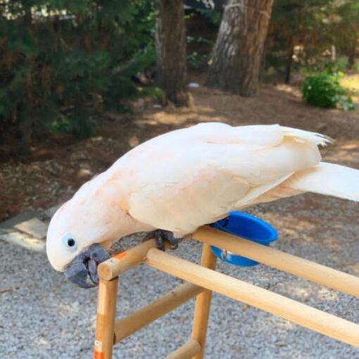 "Umbrella Cockatoo Parrots Males and Females – Exotic white parrots with yellow crest, friendly, intelligent, and playful pets."