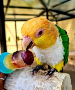 White-Bellied Caique Parrot-(Neba)