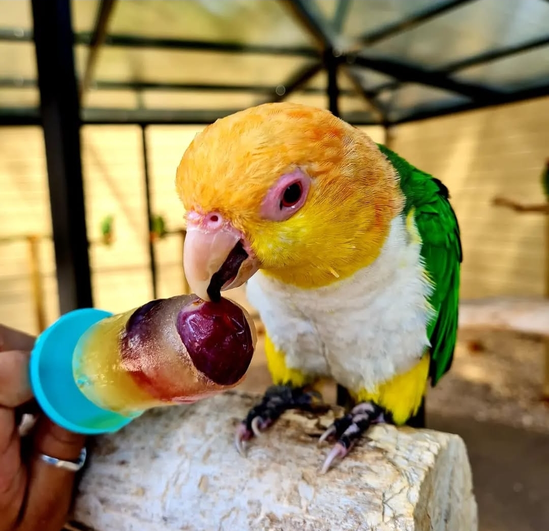 "Male White-Bellied Caique Parrot (Neba) perched showing vibrant green wings and white belly, healthy and tame pet bird."