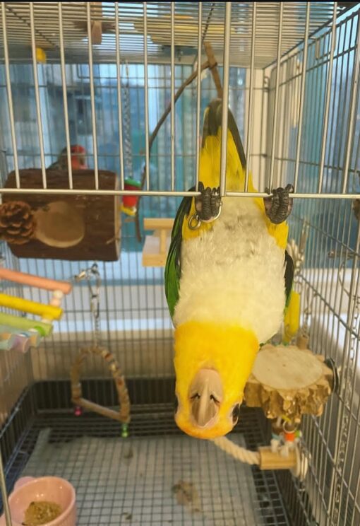 "Male White-Bellied Caique Parrot (Neba) perched showing vibrant green wings and white belly, healthy and tame pet bird."