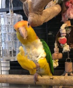 White-Bellied Caique Parrot-(Neba)