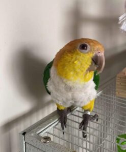 White-Bellied Caique Parrots-(Males/Females)