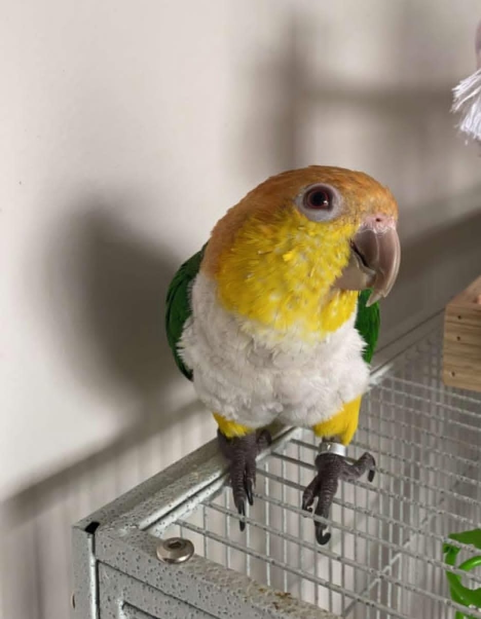 “White-Bellied Caique Parrots male and female, vibrant green and white feathers, playful exotic pet birds”