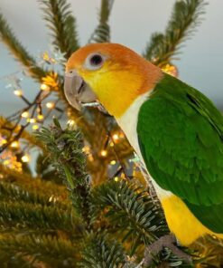 White-Bellied Caique Parrots-(Males/Females)