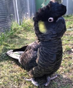 Yellow Tail Black Cockatoo Parrot-(Rita)