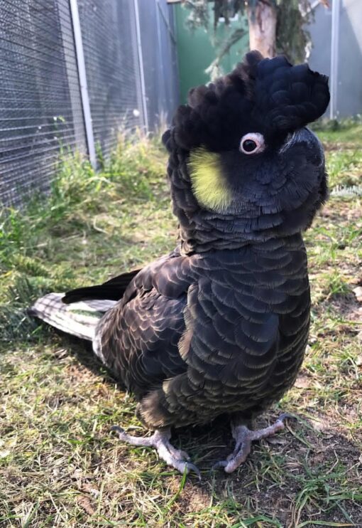 Yellow Tail Black Cockatoo Parrot-(Rita) - Image 2