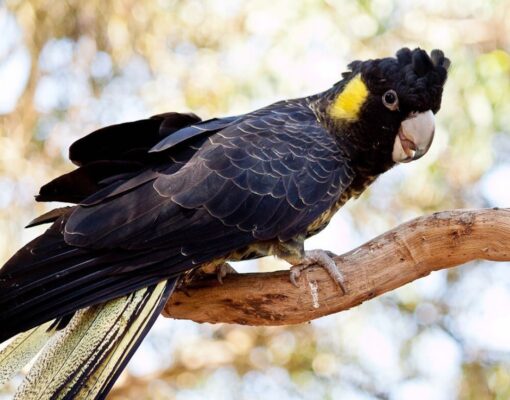 “Female Yellow Tail Black Cockatoo Parrot named Rita, 1 year 3 months old, healthy, fully vaccinated, exotic and playful companion bird.”