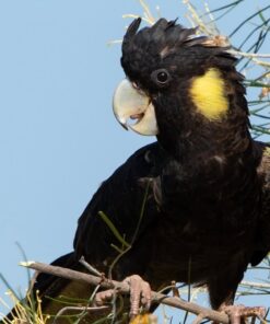 Yellow Tail Black Cockatoo Parrot-(Rita)