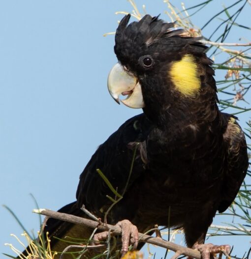 “Female Yellow Tail Black Cockatoo Parrot named Rita, 1 year 3 months old, healthy, fully vaccinated, exotic and playful companion bird.”