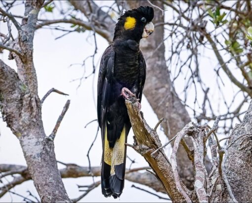 “Yellow Tail Black Cockatoo Parrots – male and female exotic parrots with black plumage and vibrant yellow tails, hand-raised and healthy, ideal as pets or for breeding.”