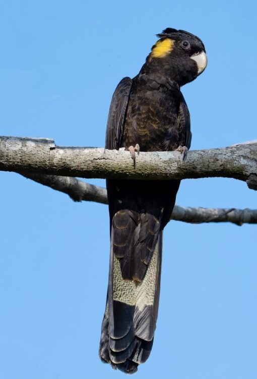 “Yellow Tail Black Cockatoo Parrots – male and female exotic parrots with black plumage and vibrant yellow tails, hand-raised and healthy, ideal as pets or for breeding.”