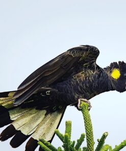 Yellow Tail Black Cockatoo Parrots-Males-Females