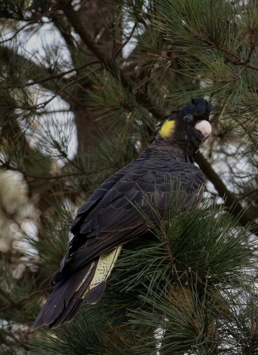 “Yellow Tail Black Cockatoo Parrots – male and female exotic parrots with black plumage and vibrant yellow tails, hand-raised and healthy, ideal as pets or for breeding.”