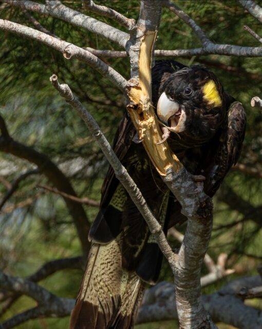 “Yellow Tail Black Cockatoo Parrots – male and female exotic parrots with black plumage and vibrant yellow tails, hand-raised and healthy, ideal as pets or for breeding.”