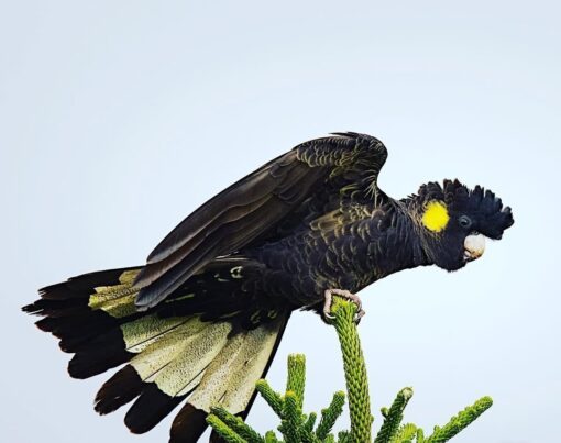 “Yellow Tail Black Cockatoo Parrots – male and female exotic parrots with black plumage and vibrant yellow tails, hand-raised and healthy, ideal as pets or for breeding.”