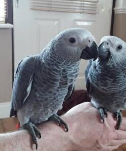 Breeding Pair African Grey Parrots