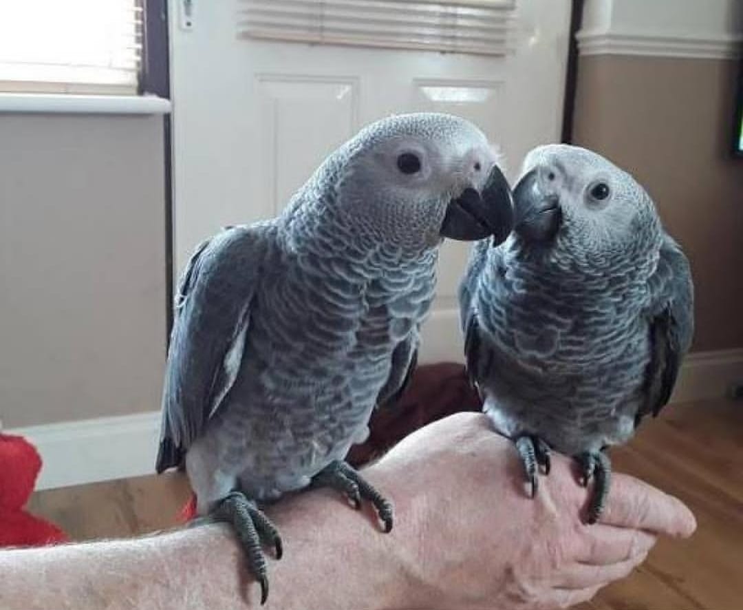 “Healthy breeding pair of African Grey Parrots, 1 year 3 months old, fully vaccinated, hand-fed, hand-tame, and bonded.”