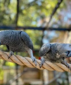 Breeding Pair African Grey Parrots