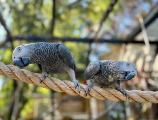 Breeding Pair African Grey Parrots - Image 2