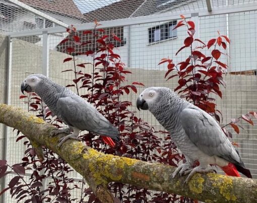 “Healthy breeding pair of African Grey Parrots, 1 year 3 months old, fully vaccinated, hand-fed, hand-tame, and bonded.”
