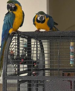 Breeding Pair Blue And Gold Macaw Parrots-Male & Female