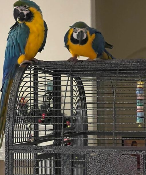"Breeding pair Blue and Gold Macaw parrots male and female, 1 year 3 months old, healthy vaccinated exotic parrots for sale, friendly and social birds"