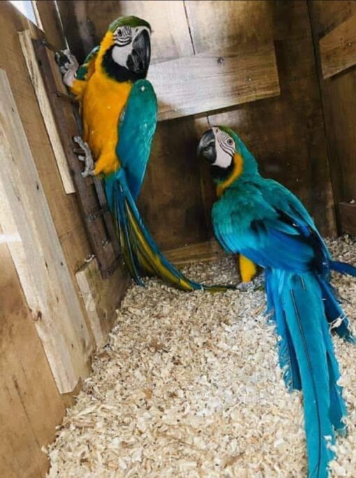 "Breeding pair Blue and Gold Macaw parrots male and female, 1 year 3 months old, healthy vaccinated exotic parrots for sale, friendly and social birds"