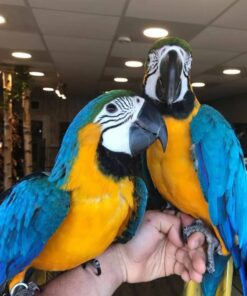 Breeding Pair Blue And Gold Macaw Parrots-Male & Female