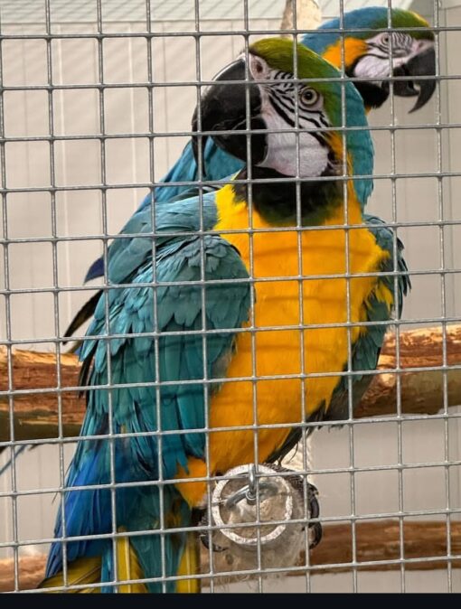 "Breeding pair Blue and Gold Macaw parrots male and female, 1 year 3 months old, healthy vaccinated exotic parrots for sale, friendly and social birds"