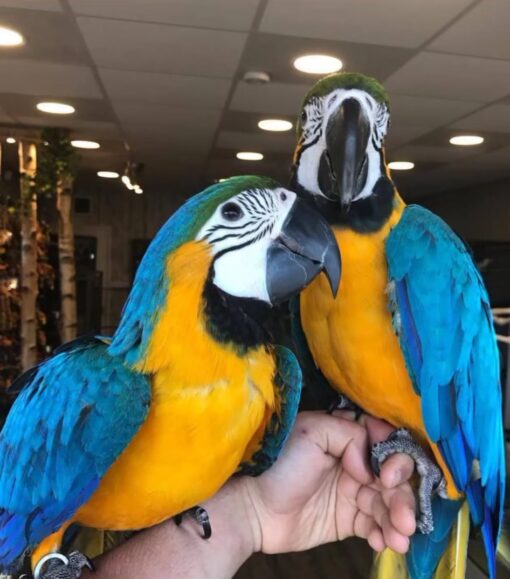 "Breeding pair Blue and Gold Macaw parrots male and female, 1 year 3 months old, healthy vaccinated exotic parrots for sale, friendly and social birds"