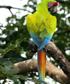 Breeding Pair Buffon Macaw Parrots-Male & Female