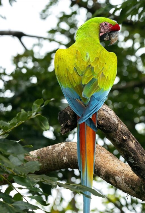 “Breeding pair Buffon Macaw parrots male and female – healthy, bonded exotic parrots with vibrant green, red, and blue feathers.”