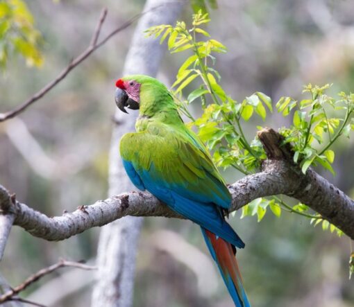 “Breeding pair Buffon Macaw parrots male and female – healthy, bonded exotic parrots with vibrant green, red, and blue feathers.”