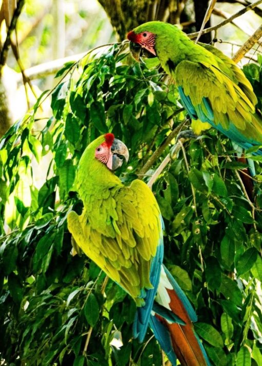 “Breeding pair Buffon Macaw parrots male and female – healthy, bonded exotic parrots with vibrant green, red, and blue feathers.”