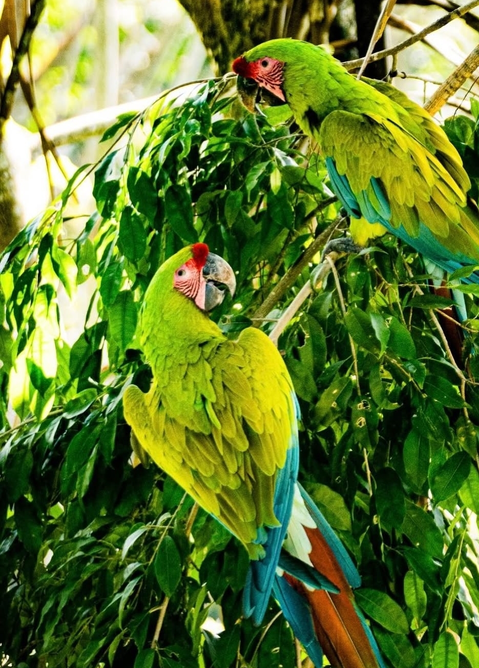 “Breeding pair Buffon Macaw parrots male and female – healthy, bonded exotic parrots with vibrant green, red, and blue feathers.”