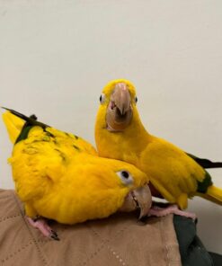 Breeding Pair Golden Sun Conure Parrots- Male & Female