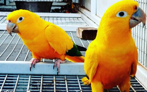 "Golden Sun Conure Parrots Male and Female – Vibrant yellow and orange exotic birds, friendly, social, and hand-raised companions."
