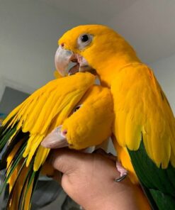 Breeding Pair Golden Sun Conure Parrots- Male & Female