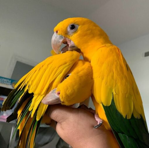 "Golden Sun Conure Parrots Male and Female – Vibrant yellow and orange exotic birds, friendly, social, and hand-raised companions."