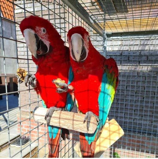 "Breeding pair of Green Winged Macaw parrots, male and female, 1 year 3 months old, fully vaccinated, friendly and social exotic birds for sale"