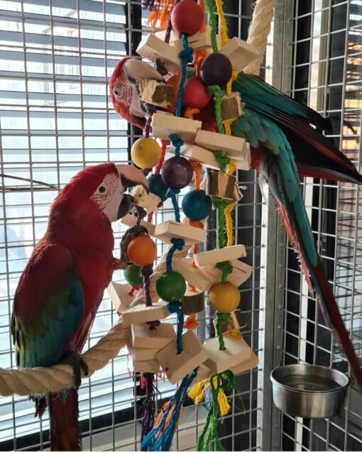 "Breeding pair of Green Winged Macaw parrots, male and female, 1 year 3 months old, fully vaccinated, friendly and social exotic birds for sale"