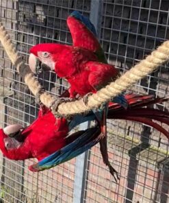 Breeding Pair Green Winged Macaw Parrots- Male & Female