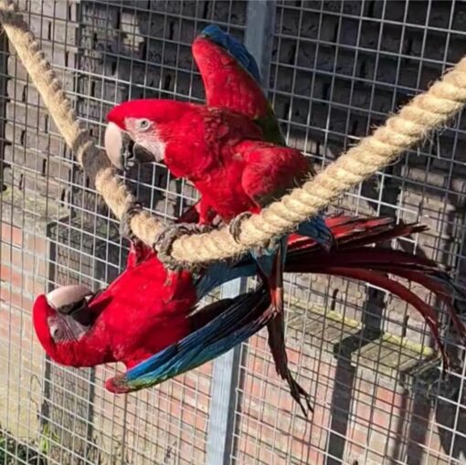 "Breeding pair of Green Winged Macaw parrots, male and female, 1 year 3 months old, fully vaccinated, friendly and social exotic birds for sale"