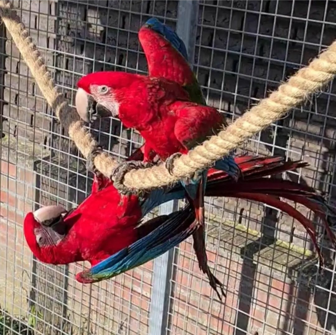 "Breeding pair of Green Winged Macaw parrots, male and female, 1 year 3 months old, fully vaccinated, friendly and social exotic birds for sale"